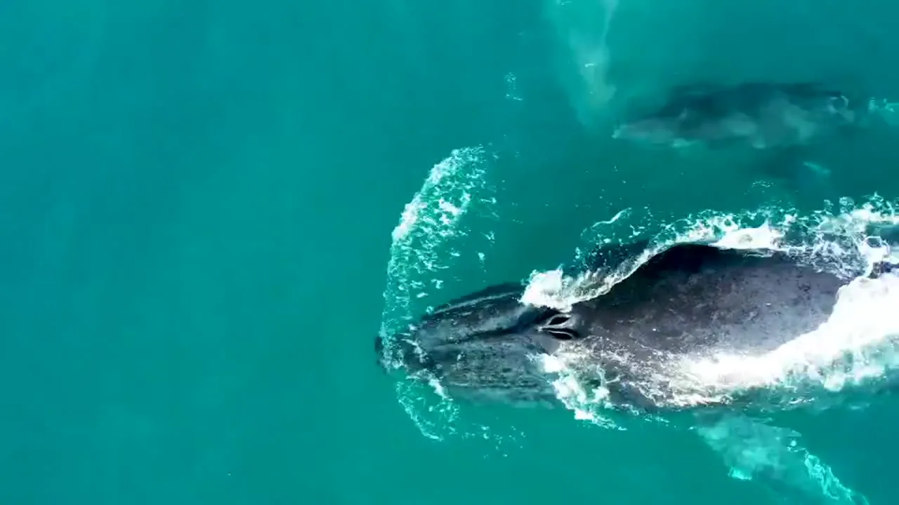 Humpback whale off the Eden coast