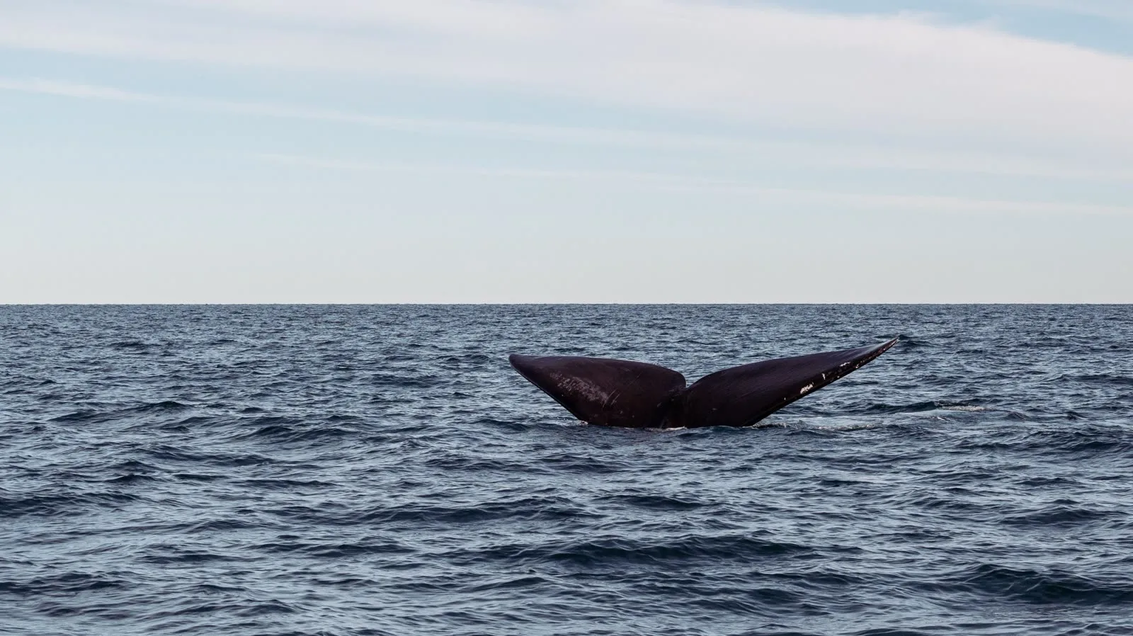 Ocean swell and whale spout